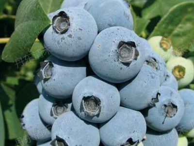 黑龙江珠宝组培苗厂家-供应辽宁质量好的珠宝蓝莓苗