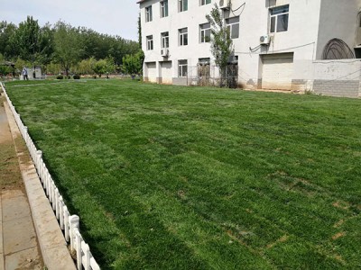 铁岭绿化草坪供应|哪里能买到划算的草坪