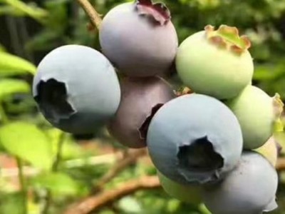 长春高端蓝莓种植_沈阳哪里有批发高端蓝莓
