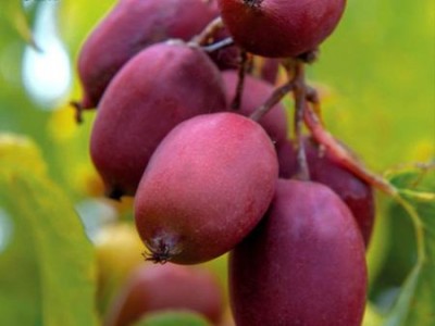 软枣猕猴桃种植基地|划算的软枣猕猴桃种植出售