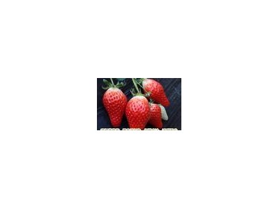 辽阳红颜草莓苗_优良草莓苗东港圣德伯瑞农业技术开发专业供应