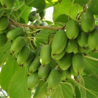 软枣树苗价格-质量好的软枣苗优选稼盛生态农业