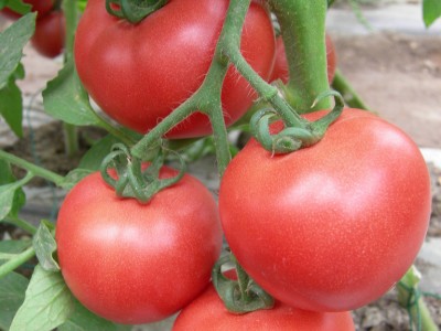 青州番茄苗-抢手的番茄种苗出售