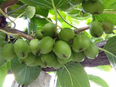 本溪圆枣子-品种好的圆枣子出售