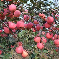 彩肉苹果厂家-华隆种养专业供应苹果
