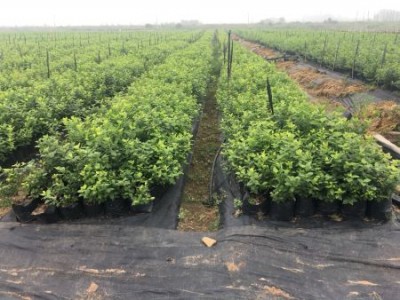 大树蓝莓组培苗|划算的杜克蓝莓苗优选丹东华彩苗木