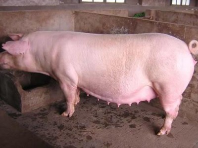 新美系大白种猪供应|宝玄种猪质量好的新美系大白种猪出售