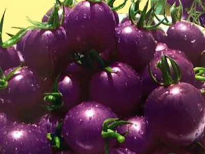 无公害紫玲珑番茄_潍坊高品质紫玲珑番茄批售