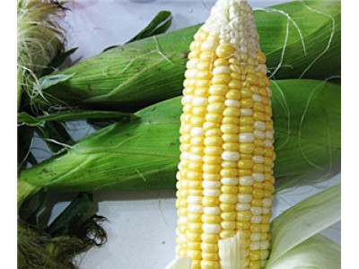 提供聚鑫源农作物种植专业合作社_要买新鲜玉米就到聚鑫源农作物种植专业