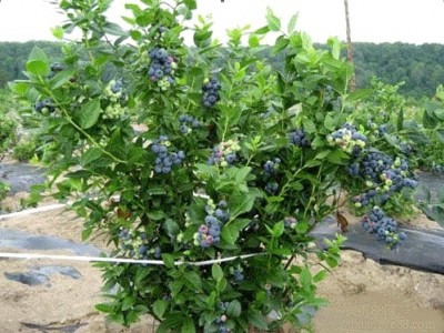 绿宝石蓝莓苗厂家直销|高纯度绿宝石蓝莓苗出售