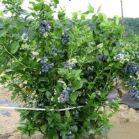 绿宝石蓝莓苗厂家直销|高纯度绿宝石蓝莓苗出售
