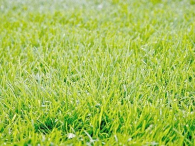 沈阳草坪批量供应|优良的草坪推荐