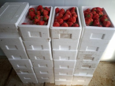 草莓采摘园哪家好_划算的采摘园基地优选东港市神农草莓种苗