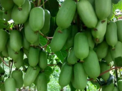 江苏软枣子猕猴桃苗培育-供应辽宁易成活的软枣猕猴桃苗