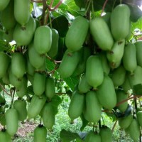 江苏软枣子猕猴桃苗培育-供应辽宁易成活的软枣猕猴桃苗