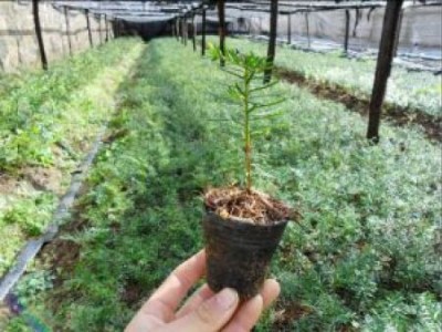 内蒙古红豆杉|红豆杉专业供应商