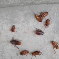 杀虫公司-可信赖的惠乐施灭蟑螂上哪找