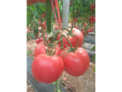 西红柿种苗供应商_靠谱的西红柿种子出售