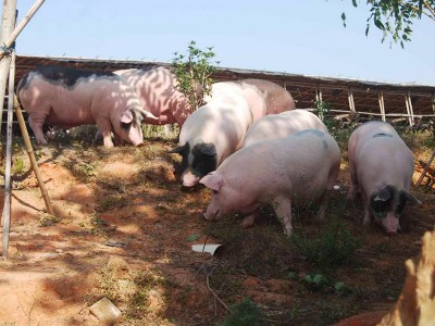 农家土猪价格-采购实惠的土猪肉就找皇永顺