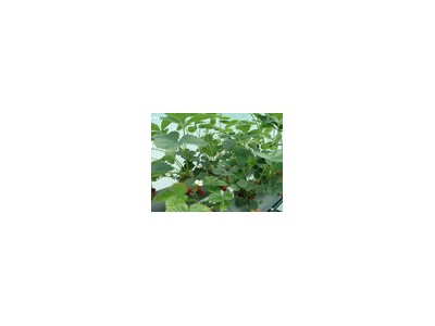 葫芦岛草莓苗培育-成活率高的草莓苗出售