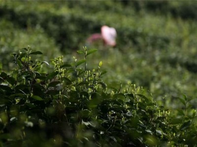 上海优质有机茶批发-四川优惠的茶叶批发供应