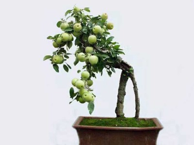 青海价格合理的盆景苹果-名声好的盆景苹果供应商推荐