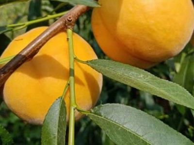 上海黄桃树苗|优良黄桃树苗批发价格