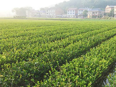 西藏攸县油茶-鑫林苗圃专业供应两年生轻基质杯苗