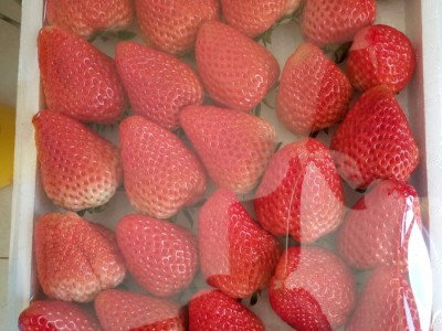 沈阳草莓采摘园哪家好|高纯度采摘园基地优选东港市神农草莓种苗