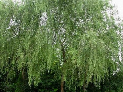 河北柳树-超值的邯郸柳树种植出售