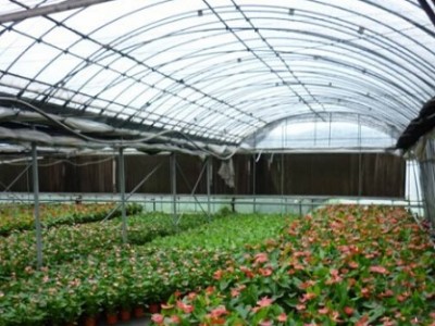 花卉温室大棚建造哪里专业|花卉温室制造商
