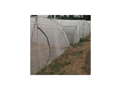 加厚的蚂蚱养殖纱网厂家支持定做大网罩透风透气好