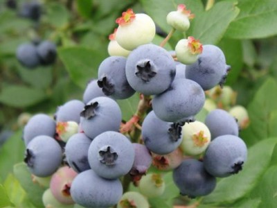 丹东特产蓝莓蓝莓苗