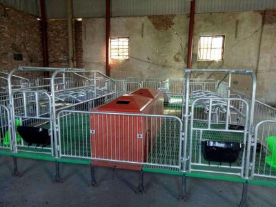 猪产床保育设备 泊头市吉牧养殖设备