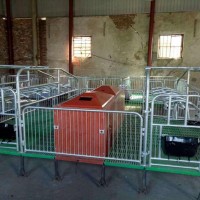 猪产床保育设备 泊头市吉牧养殖设备