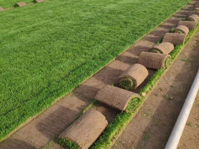 吕梁卖草皮|绿化工程草坪