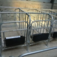 养猪用的限位栏 定制养殖设备