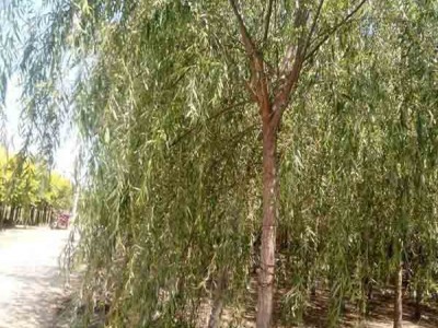 新疆河边绿化柳树 8-10公分西湖垂柳 大垂柳价格