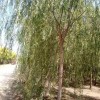 新疆河边绿化柳树 8-10公分西湖垂柳 大垂柳价格