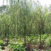 青海柳树16公分柳树价格16公分馒头柳价格柳树基地