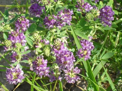 南宁景龙生态大量紫花苜蓿等草种种子、牧草种子批发
