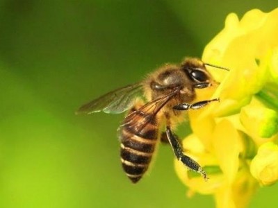 供应农艺师蜜蜂养殖专业报考
