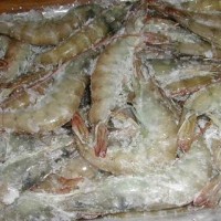 天津港进口冻虾需要的单证