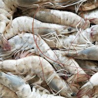 天津港进口冻虾的要求