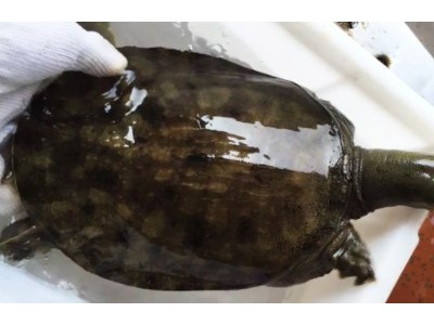 汉寿大湖甲鱼多少钱一斤
