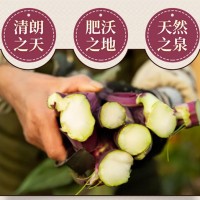 武汉洪山菜苔的种子哪个好 正宗洪山菜苔基地种植田间管理
