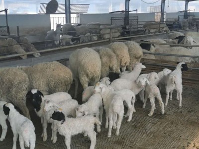 供应新疆皮山县哪里有卖澳寒杂交羊怀孕大母羊哪里卖的价格便宜