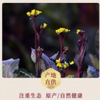 武汉特产时令蔬菜洪山菜苔的历史故事 洪山菜苔种植历史悠久