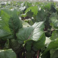 武汉正宗洪山菜苔贵的原因 优良品种培育正宗洪山菜苔基地