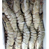 厄瓜多尔白虾黑虎虾北极甜虾进口南沙清关报关需要的资料文件